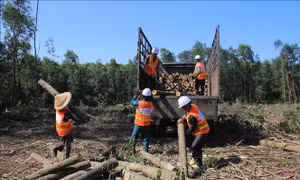 Tạo nguồn nguyên liệu gỗ chất lượng - Bài 2: Khuyến khích nhưng người dân chưa thích
