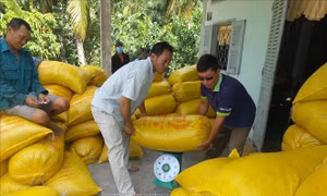 Giá lúa tăng từ 200- 300 đồng/kg