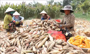 Ngô giống cho lợi nhuận từ 70 - 80 triệu đồng/ha