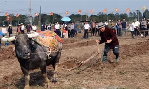 Hội thi Cày giỏi lan tỏa tình yêu lao động