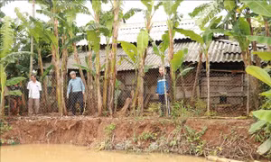 Quảng Trị: Bờ sông Vĩnh Định sạt lở nghiêm trọng khiến hàng trăm hộ dân bất an