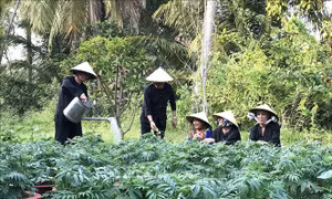 Vĩnh Long đưa du lịch trở thành ngành kinh tế mũi nhọn - Bài 1: Chú trọng phát triển các thế mạnh 