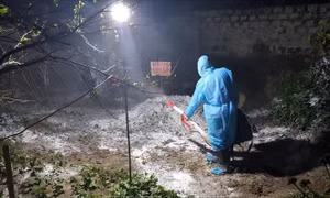 Các địa phương cấp bách ngăn chặn dịch tả lợn châu Phi