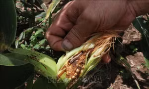 Nạn sâu keo mùa thu phá hoại cây ngô lan đến Kon Tum