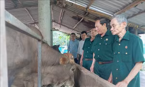 Cựu chiến binh Bến Tre vươn lên từ nguồn vốn vay ưu đãi