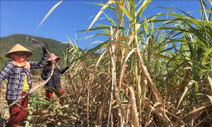Trăn trở những vụ mía đắng