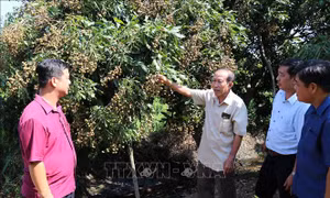 Gắn kết cộng đồng từ những mô hình hiệu quả - Bài cuối: Vững vai trò hạt nhân, tạo thêm giá trị mới