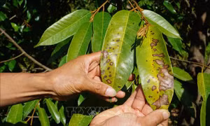 Chủ động phòng, chống dịch bệnh trên cây trồng, vật nuôi