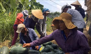 Dưa hấu tại Quảng Nam giảm năng suất, giá chỉ còn 1.500 đồng/kg