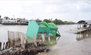 Khẩn trương khắc phục các điểm sạt lở nghiêm trọng tại xã Đầm Dơi