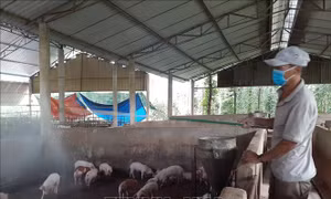 Dịch tả lợn châu Phi vẫn diễn biến phức tạp