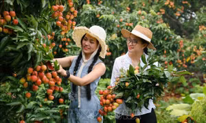 Hút khách du lịch mùa vải thiều