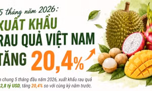 5 tháng năm 2026: Xuất khẩu rau quả tăng 20,4%