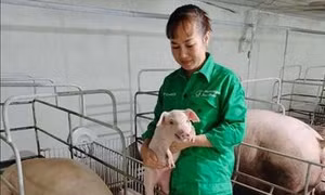 'Nữ tỷ phú nuôi lợn' ở tỉnh Vĩnh Phúc