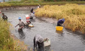 Hiệu quả mô hình 'con tôm ôm cây lúa'