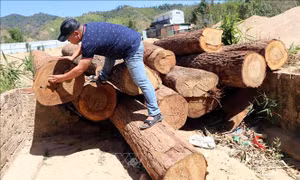 Kon Tum: Phát hiện điểm tập kết gỗ lậu bên bờ sông Đăk Pxi