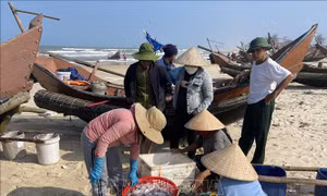 Ngư dân vùng bãi ngang Quảng Trị  đón 'lộc biển' đầu năm