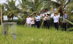Hỗ trợ máy móc thiết bị tiên tiến cho hợp tác xã phát triển lúa chất lượng cao