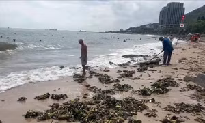 TP Hồ Chí Minh: Thu gom hàng chục tấn lục bình tràn vào bãi tắm Bãi Trước