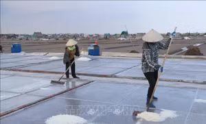 Nâng cao giá trị hạt muối phơi cát