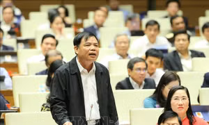 Từng bước phục hồi diện tích rừng tự nhiên bị tàn phá sau chiến tranh 
