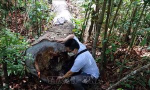 Rừng phòng hộ ở Đức Phổ liên tục bị chặt phá