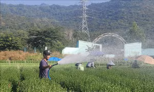 Mưa trái mùa, người trồng hoa Tết lo lắng