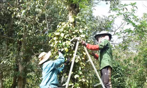 Cảnh báo tai nạn thương tích khi người dân thu hoạch hồ tiêu
