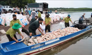 Hơn 100 tấn cá chết trên hồ Trị An