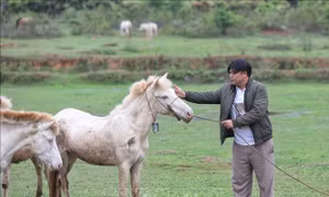 Mô hình nuôi ngựa bạch mang lại hiệu quả kinh tế cao tại Bắc Giang