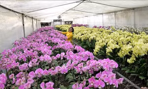 Người trồng hoa 'thích ứng linh hoạt', mong tiêu thụ thuận lợi 