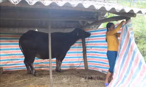 Các địa phương miền núi phía Bắc chủ động phòng chống rét cho gia súc 