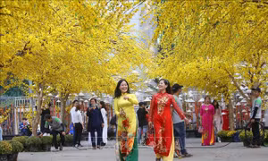 Muôn sắc hoa chào đón Xuân Tân Sửu 