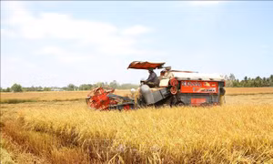 Phát triển bền vững vùng đồng bào dân tộc thiểu số và miền núi