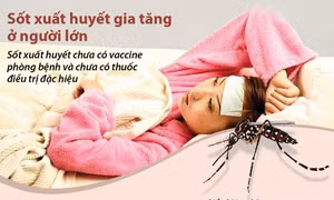 Sốt xuất huyết gia tăng ở người lớn
