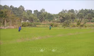 Trà Vinh khẩn trương ngăn nước mặn xâm nhập nội đồng