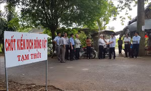 Xúc tiến hỗ trợ cho các hộ nuôi bị ảnh hưởng dịch tả lợn châu Phi 