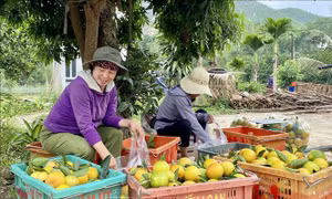 Giá cam ở Hà Tĩnh cao nhất trong khoảng 10 năm gần đây