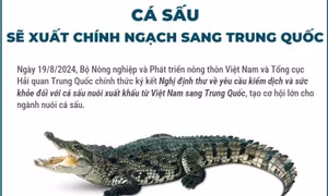 Cá sấu sẽ xuất chính ngạch sang Trung Quốc