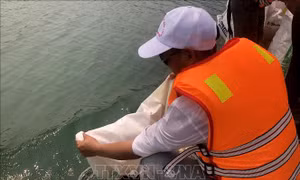 Quảng Ngãi thả cá giống tái tạo nguồn lợi thủy sản