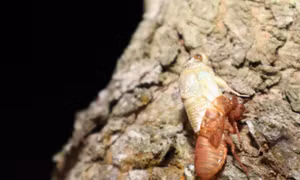 Độc, lạ nghề săn ve sầu về đêm