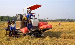 Liên kết chuỗi, nâng tầm giá trị nông sản