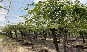 Nâng cao giá trị cây táo qua quy trình VietGAP