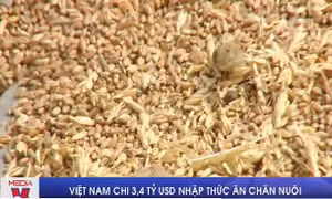 Việt Nam chi 3,4 tỷ USD nhập thức ăn chăn nuôi