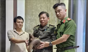 Tiếp nhận tê tê thuộc nhóm nguy cấp, quý hiếm từ người dân