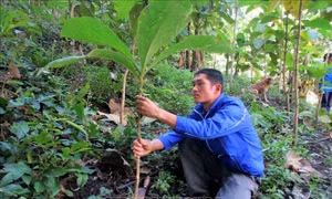 Thanh niên huyện biên giới Mường Lát trồng rừng phòng, chống thiên tai