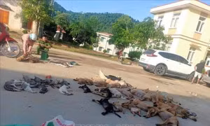Đôi nam nữ trộm hơn 2 tạ chó, mèo trong một đêm