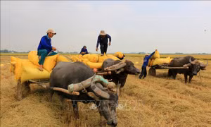 Tăng thu nhập từ nghề kéo lúa bằng xe trâu