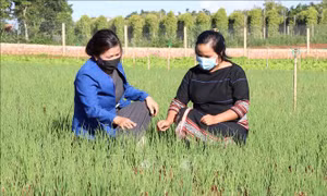 Phụ nữ Pleiku 'giúp bạn' vượt khó