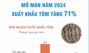 Xuất khẩu tôm Việt Nam tháng 1/2024 đạt 242 triệu USD